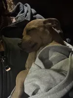 Nala, a female Dachshund and Chihuahua for sale in Miami, FL – 4 of 6