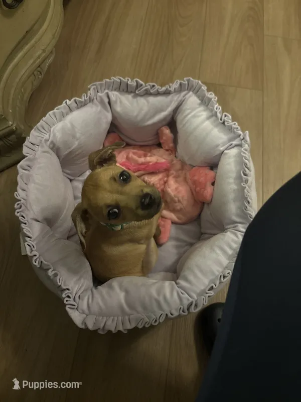 Nala – Dachshund, Chihuahua puppy for sale in Miami, FL
