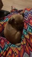 Nala, a female Dachshund and Chihuahua for sale in Miami, FL – 3 of 6