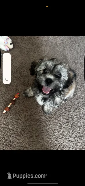 whiskey  – Havanese, Shih Tzu puppy for sale in Pittsburgh, PA