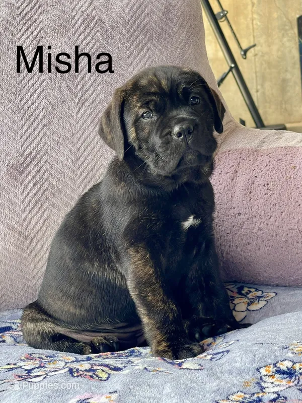Misha – Cane Corso puppy for sale in Russellville, KY