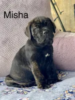 Misha, a female Cane Corso for sale in Russellville, KY – 1 of 1