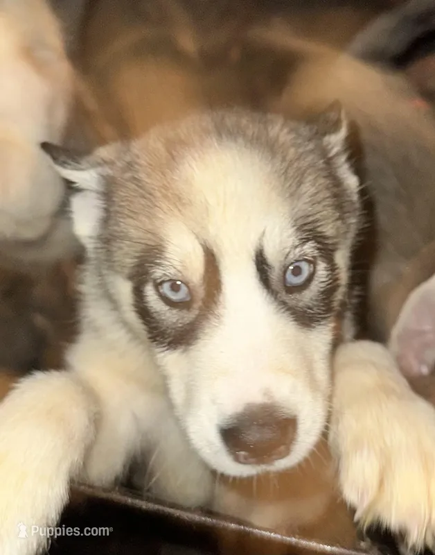 Boy 3  – Siberian Husky puppy for sale in Bellevue, MI