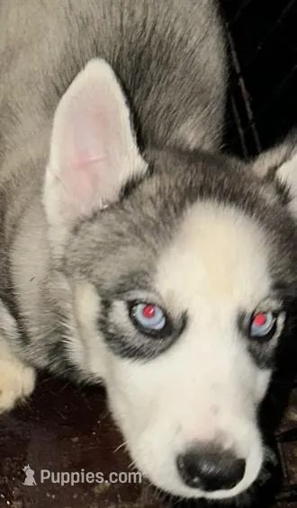 Boy 2  – Siberian Husky puppy for sale in Bellevue, MI