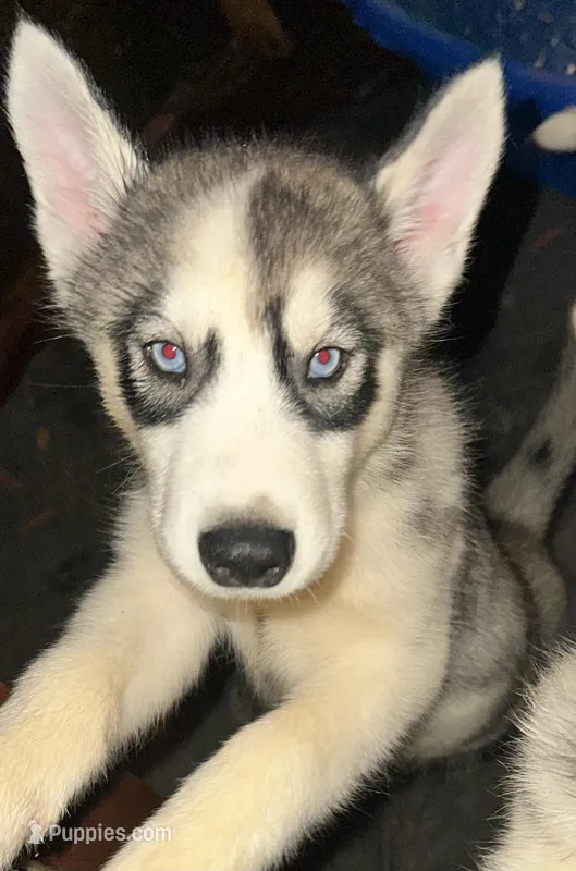 Boy 4  – Siberian Husky puppy for sale in Bellevue, MI