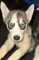 Boy 4 , a male Siberian Husky for sale in Bellevue, MI – 1 of 1