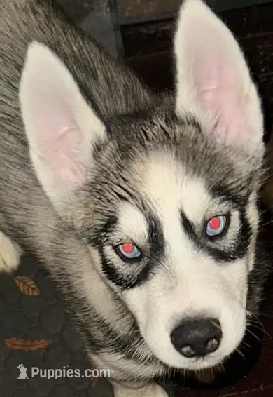 Boy 1 – Siberian Husky puppy for sale in Bellevue, MI