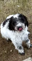 Cookie, a male Miniature Goldendoodle for sale in Fort Worth, TX – 2 of 2