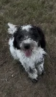 Cookie, a male Goldendoodle and Miniature Goldendoodle for sale in Fort Worth, TX – 2 of 2