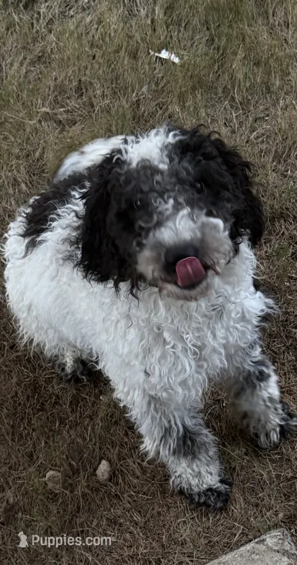 Cookie – Goldendoodle, Miniature Goldendoodle puppy for sale in Fort Worth, TX