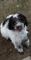 Cookie, a male Goldendoodle and Miniature Goldendoodle for sale in Fort Worth, TX – 1 of 2