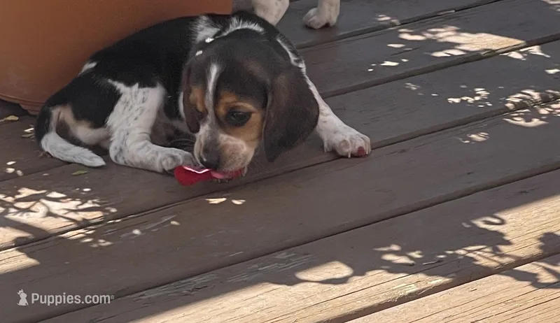 Beagle  Puppy  – Beagle puppy for sale in Albany, NY