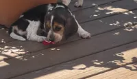 Beagle  Puppy , a male Beagle for sale in Albany, NY – 1 of 1