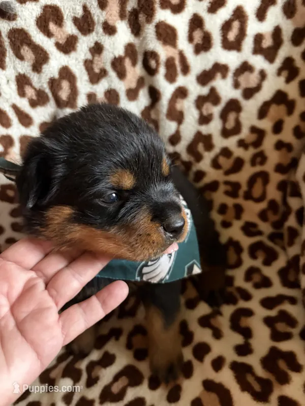 Akc Rottweiler Male  – Rottweiler puppy for sale in Hellertown, PA