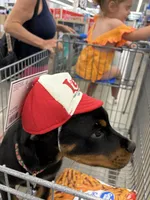 Winnine, a female Rottweiler for sale in Hellertown, PA – 2 of 4
