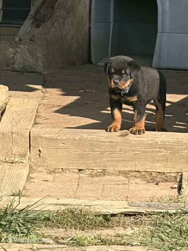 Akc Rottweiler Male  – Rottweiler puppy for sale in Hellertown, PA