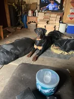 Rottweiler Male , a male Rottweiler for sale in Hellertown, PA – 3 of 3