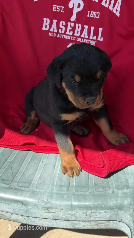 Rottweiler Male , a male Rottweiler for sale in Hellertown, PA – 1 of 3