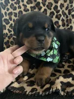 Female , a female Rottweiler for sale in Hellertown, PA – Photo 2 of 4