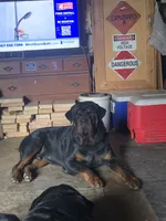 Female , a female Rottweiler for sale in Hellertown, PA – Photo 4 of 4