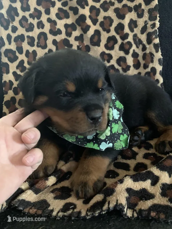 Female  – Rottweiler puppy for sale in Hellertown, PA
