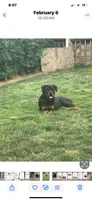 Female , a female Rottweiler for sale in Hellertown, PA – Photo 3 of 4