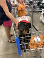Winnine, a female Rottweiler for sale in Hellertown, PA – 1 of 4
