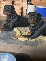 Akc Rottweiler Male , a male Rottweiler for sale in Hellertown, PA – 4 of 4
