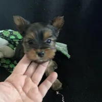 Male Yorkie , a male Yorkshire Terrier for sale in Hellertown, PA – Photo 3 of 5
