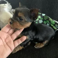 Male Yorkie , a male Yorkshire Terrier for sale in Hellertown, PA – Photo 1 of 5
