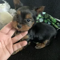 Male Yorkie , a male Yorkshire Terrier for sale in Hellertown, PA – Photo 2 of 5