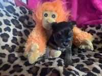 Tcup Male , a male Yorkshire Terrier for sale in Hellertown, PA – Photo 1 of 3