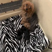 Male Yorkie , a male Yorkshire Terrier for sale in Hellertown, PA – Photo 4 of 5