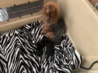 Tcup Male , a male Yorkshire Terrier for sale in Hellertown, PA – Photo 2 of 3