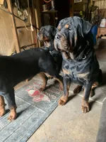 Akc Female Rottweiler , a female Rottweiler for sale in Hellertown, PA – 2 of 4