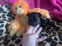 Darker face Tcup, a male Yorkshire Terrier for sale in Hellertown, PA – Photo 1 of 3