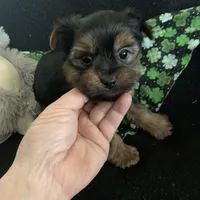 Darker face male , a male Yorkshire Terrier for sale in Hellertown, PA – Photo 4 of 5