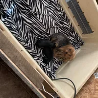 Darker face male , a male Yorkshire Terrier for sale in Hellertown, PA – Photo 2 of 5