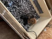 Darker face Tcup, a male Yorkshire Terrier for sale in Hellertown, PA – Photo 2 of 3