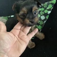 Darker face male , a male Yorkshire Terrier for sale in Hellertown, PA – Photo 1 of 5