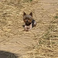 Darker face male , a male Yorkshire Terrier for sale in Hellertown, PA – Photo 5 of 5