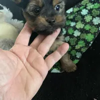 Darker face male , a male Yorkshire Terrier for sale in Hellertown, PA – Photo 3 of 5