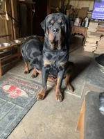 Female Rottweiler, a female Rottweiler for sale in Hellertown, PA – 3 of 3