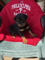 Female Rottweiler, a female Rottweiler for sale in Hellertown, PA – 1 of 3