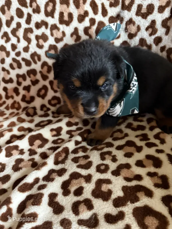 Akc Female Rottweiler  – Rottweiler puppy for sale in Hellertown, PA