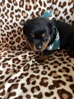 Akc Female Rottweiler , a female Rottweiler for sale in Hellertown, PA – 1 of 4