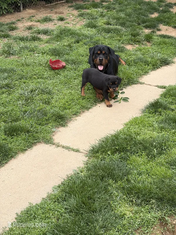 Winnine – Rottweiler puppy for sale in Hellertown, PA