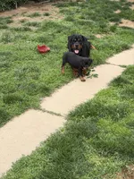 Winnine, a female Rottweiler for sale in Hellertown, PA – 4 of 4