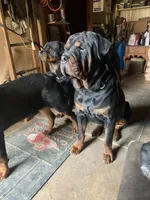 Winnine, a female Rottweiler for sale in Hellertown, PA – 3 of 4
