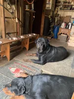 Akc Rottweiler Male , a male Rottweiler for sale in Hellertown, PA – 3 of 4